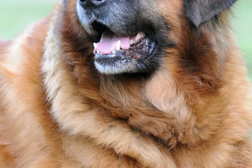 Como Impedir que Cães Comam Plantas Venenosas