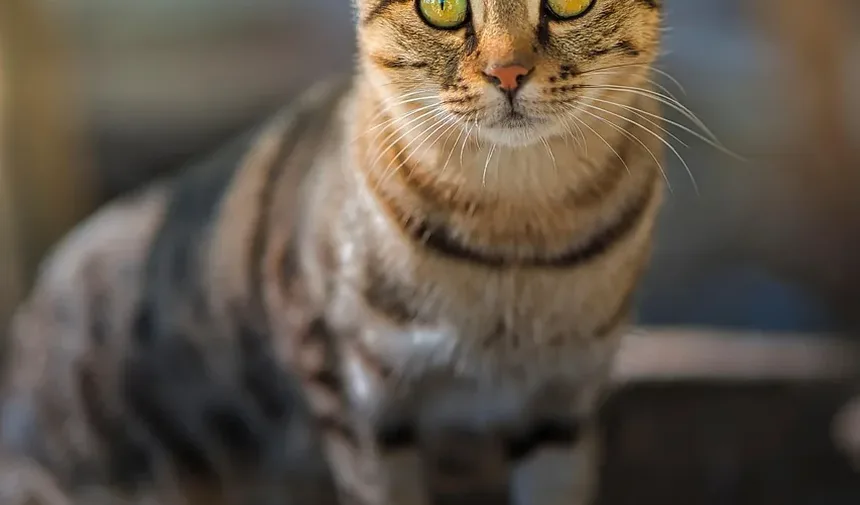 Como Emagrecer Seu Gato: Um Guia Completo