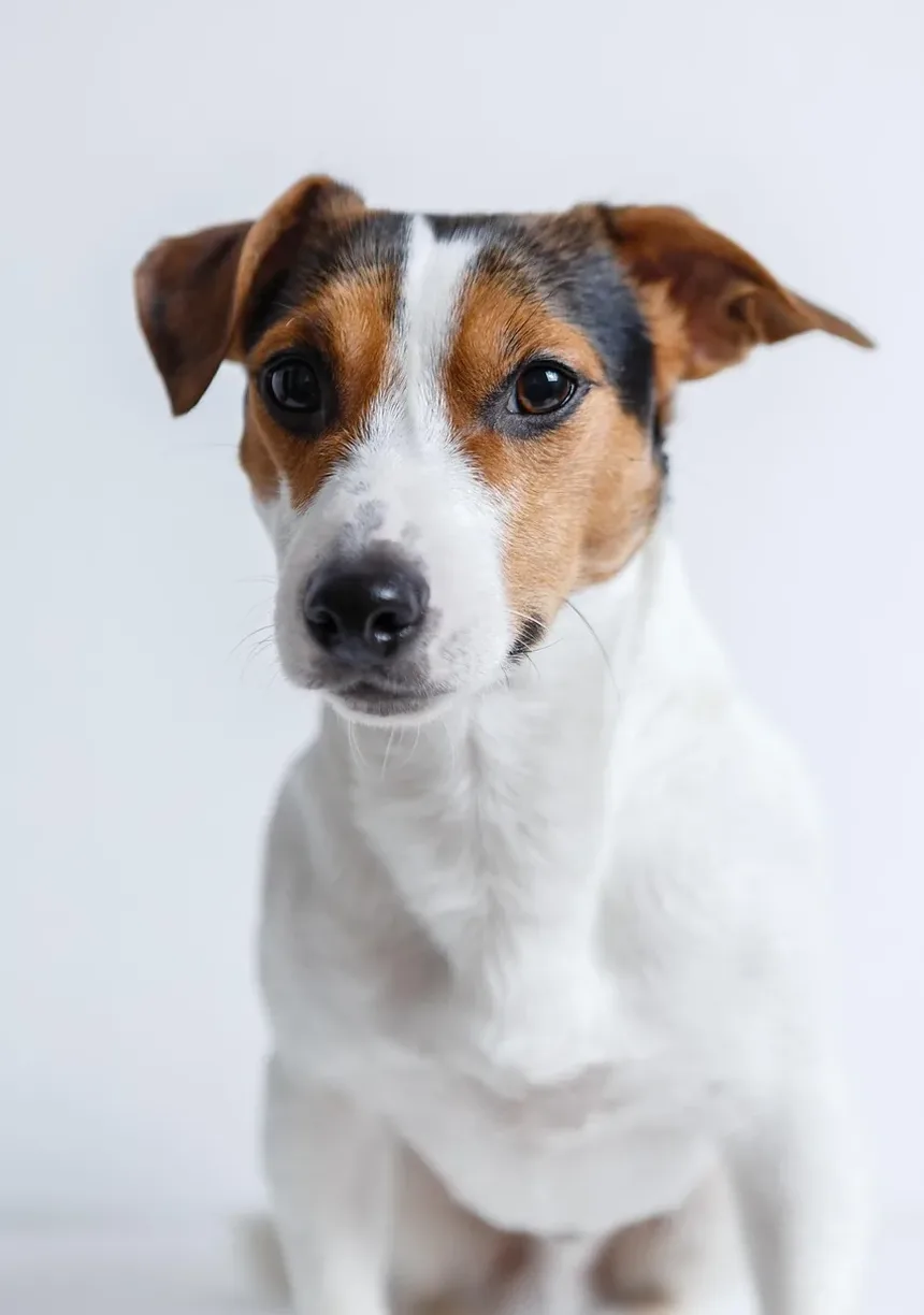 Como Tratar uma Queimadura em Cães: Um Guia Completo