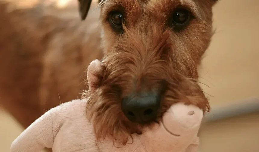 Como Tratar uma Queimadura em Cães: Um Guia Completo