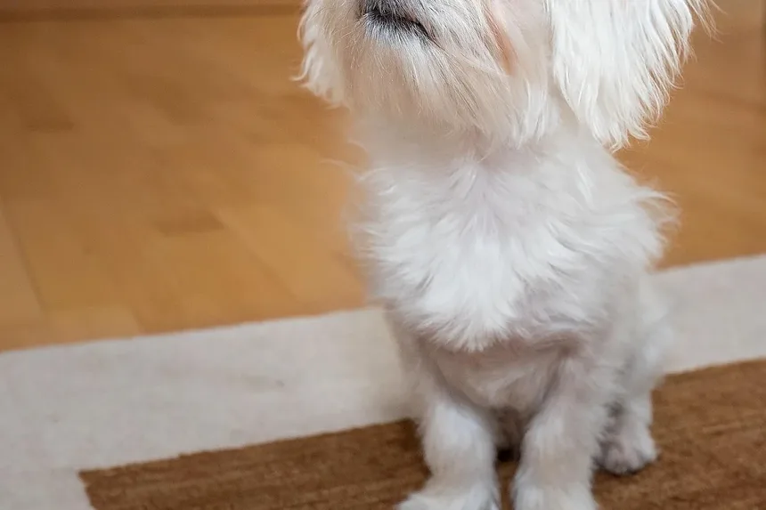 Como Tratar uma Queimadura em Cães: Um Guia Completo