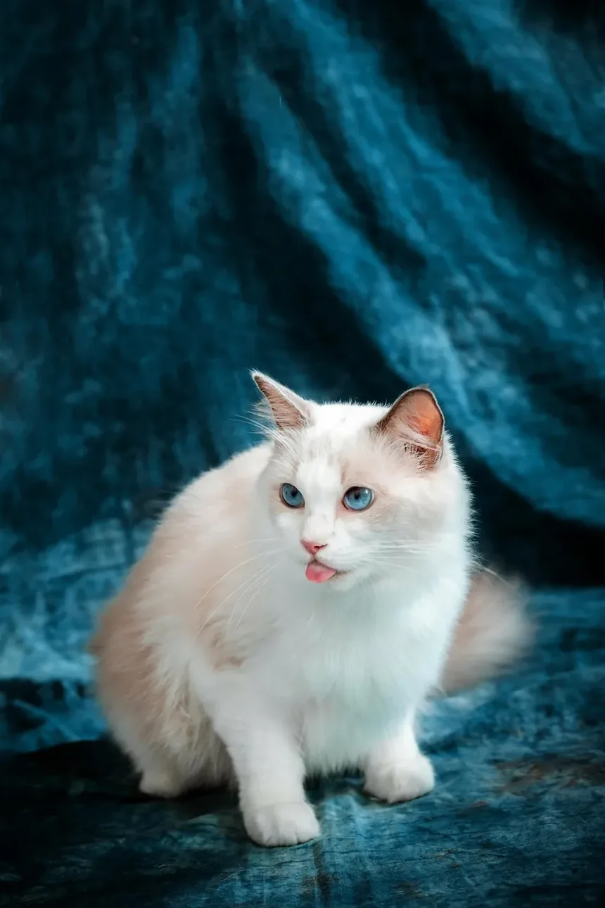 Como Tratar Feridas em Gatos Naturalmente em Casa