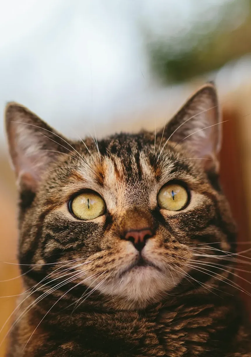 Como Tratar Feridas em Gatos Naturalmente em Casa
