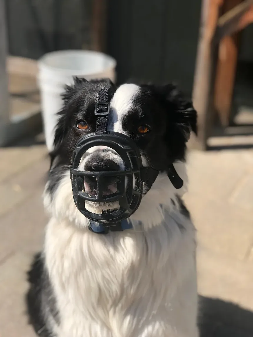 Como Tratar Convulsões em Cães: Um Guia Completo