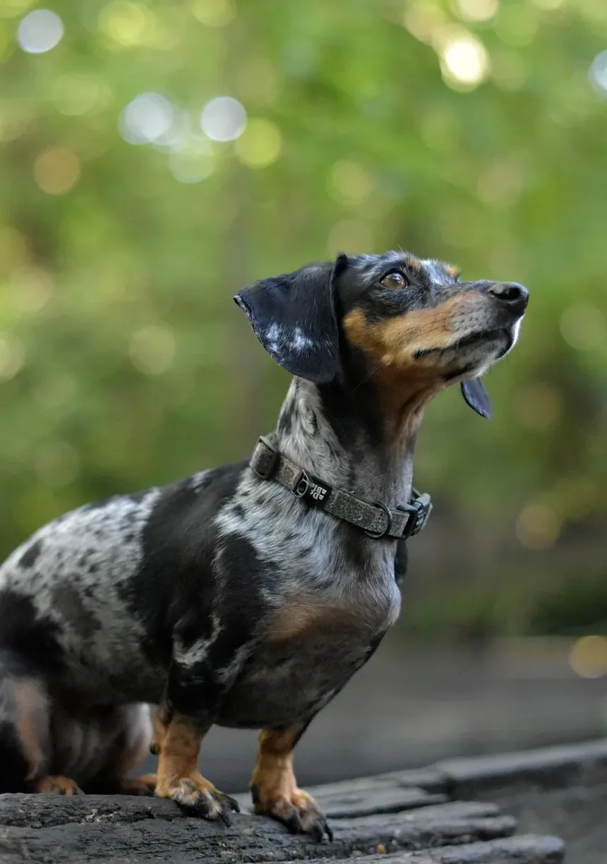 Como Tratar Convulsões em Cães: Um Guia Completo
