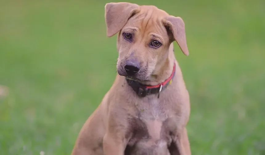 Como Tratar Convulsões em Cães: Um Guia Completo