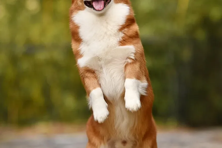 Como Tratar Convulsões em Cães: Um Guia Completo