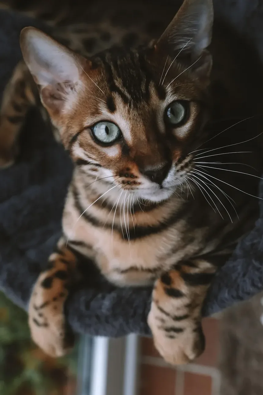 Remédios Naturais para Alergias a Gatos em Humanos: Um Guia Completo