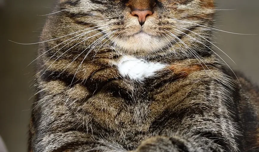 Remédios Naturais para Alergias a Gatos em Humanos: Um Guia Completo