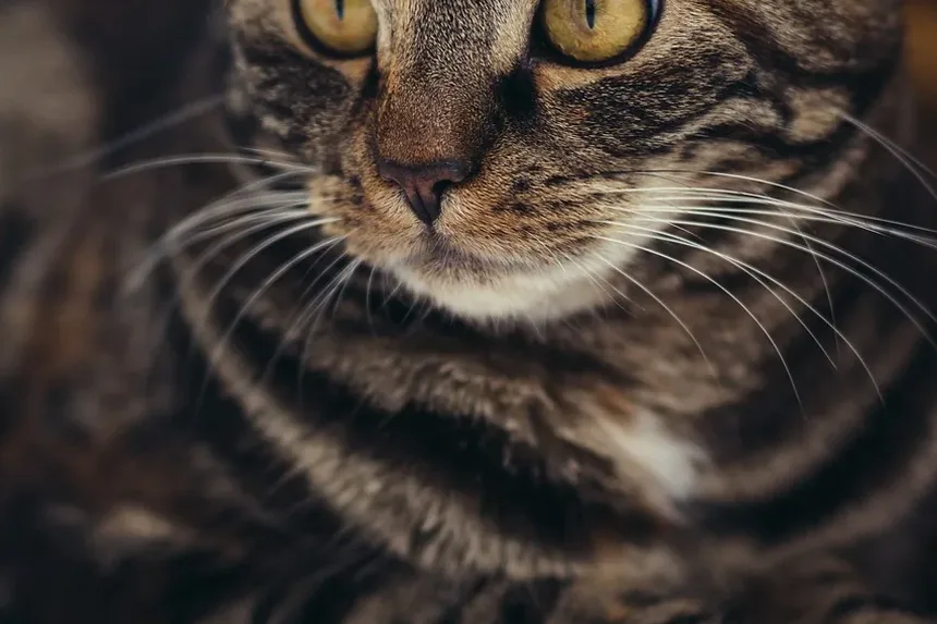 Remédios Naturais para Alergias a Gatos em Humanos: Um Guia Completo