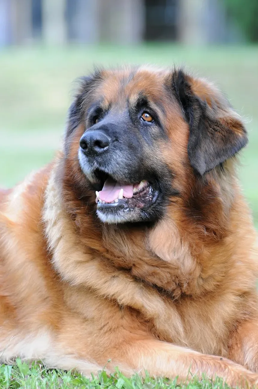 Remédios Naturais para Ansiedade em Cães: Soluções Eficazes para Seu Companheiro Canino