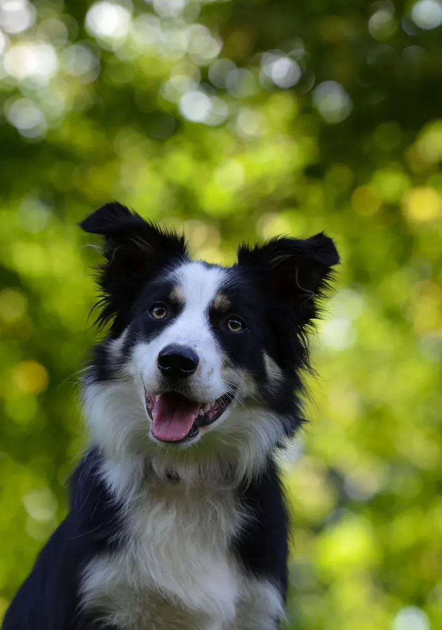 Remédios Naturais para Ansiedade em Cães: Soluções Eficazes para Seu Companheiro Canino