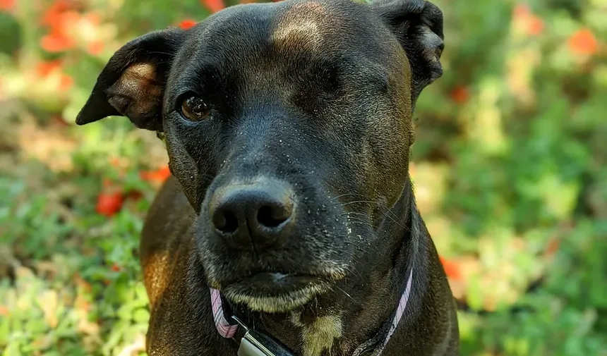 Remédios Naturais para Ansiedade em Cães: Soluções Eficazes para Seu Companheiro Canino