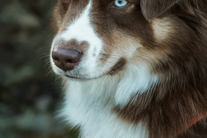 Remédios Naturais para Ansiedade em Cães: Soluções Eficazes para Seu Companheiro Canino
