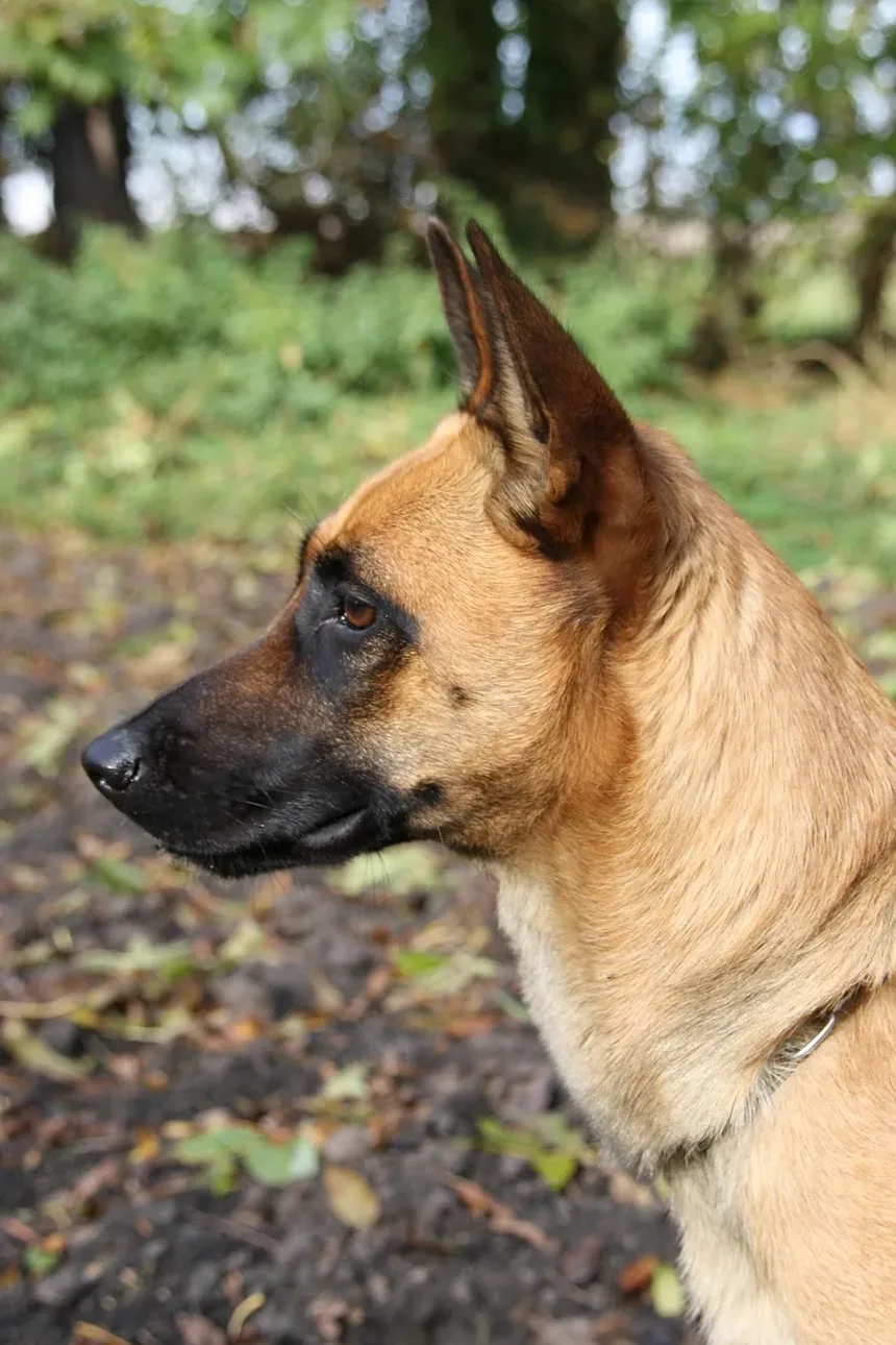Efeitos Colaterais da Vacina contra Cinomose em Cães