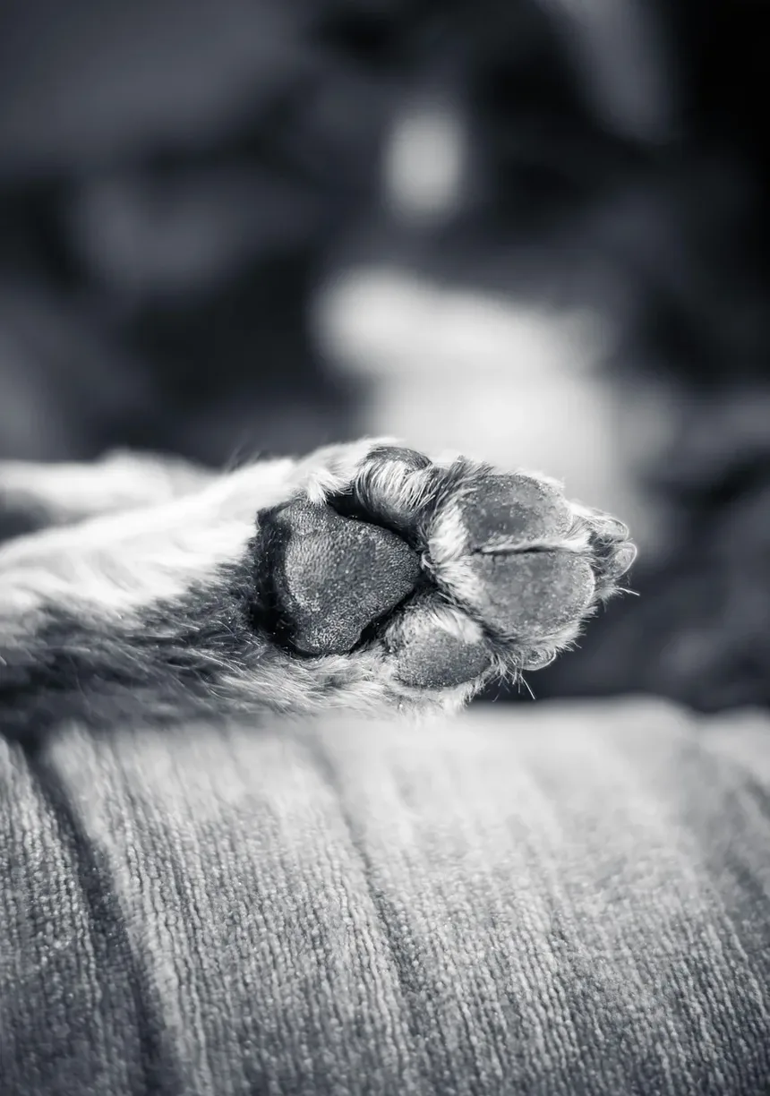Efeitos Colaterais da Vacina contra Cinomose em Cães