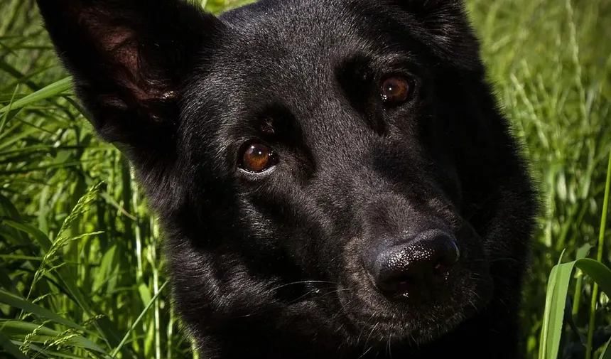 Efeitos Colaterais da Vacina contra Cinomose em Cães