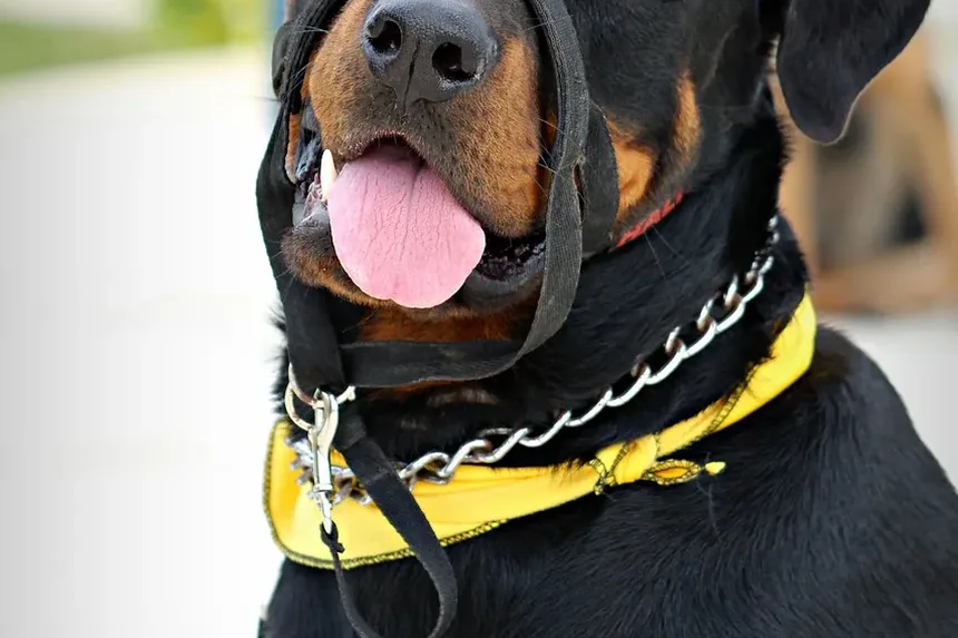 Efeitos Colaterais da Vacina contra Cinomose em Cães