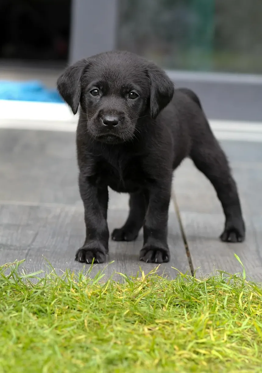 Efeitos Colaterais da Vacina Antirrábica Sem Mordida de Cão