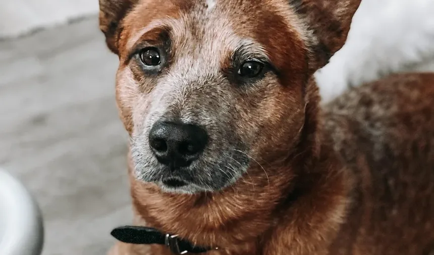 Efeitos Colaterais da Vacina Antirrábica Sem Mordida de Cão