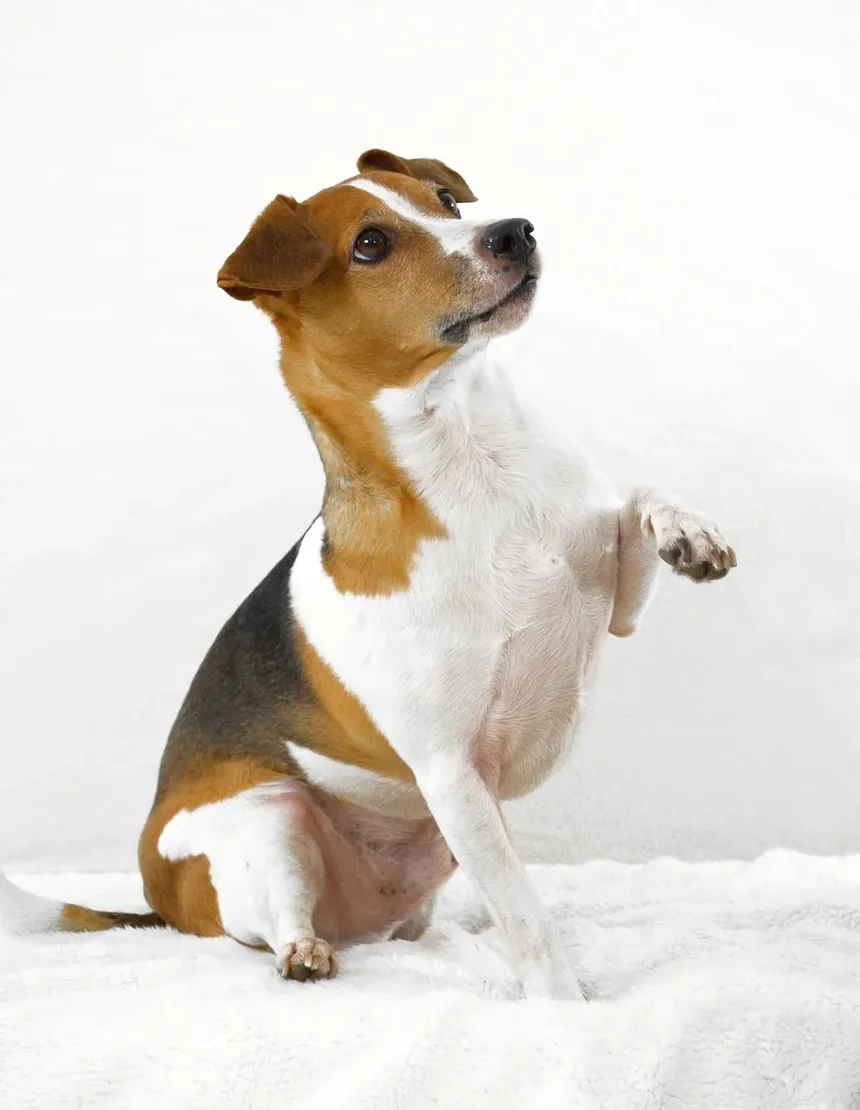 Sinais de Intoxicação Canina por Fertilizante: O Que Observar