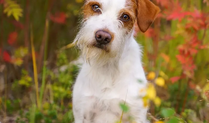 Sinais de Intoxicação Canina por Fertilizante: O Que Observar