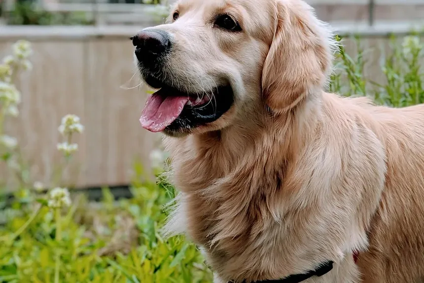 Sinais de Intoxicação Canina por Fertilizante: O Que Observar
