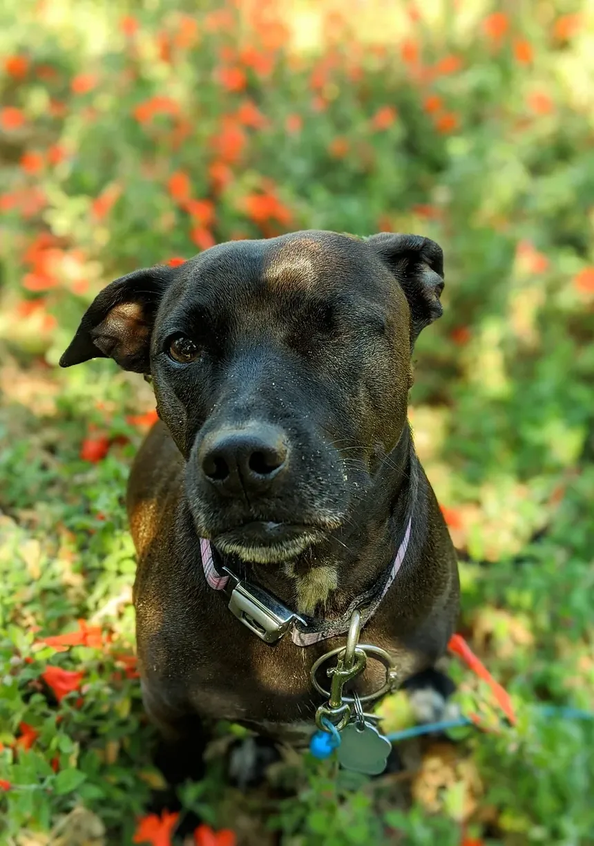 Sinais de Intoxicação em Cães: O Que Todo Dono de Cão no Reino Unido Deve Saber