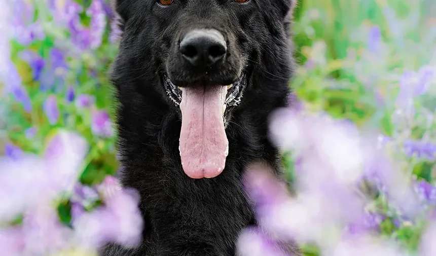 Sinais de Intoxicação em Cães: O Que Todo Dono de Cão no Reino Unido Deve Saber