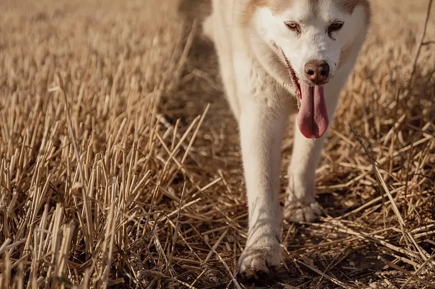 Sinais de Intoxicação em Cães: O Que Todo Dono de Cão no Reino Unido Deve Saber