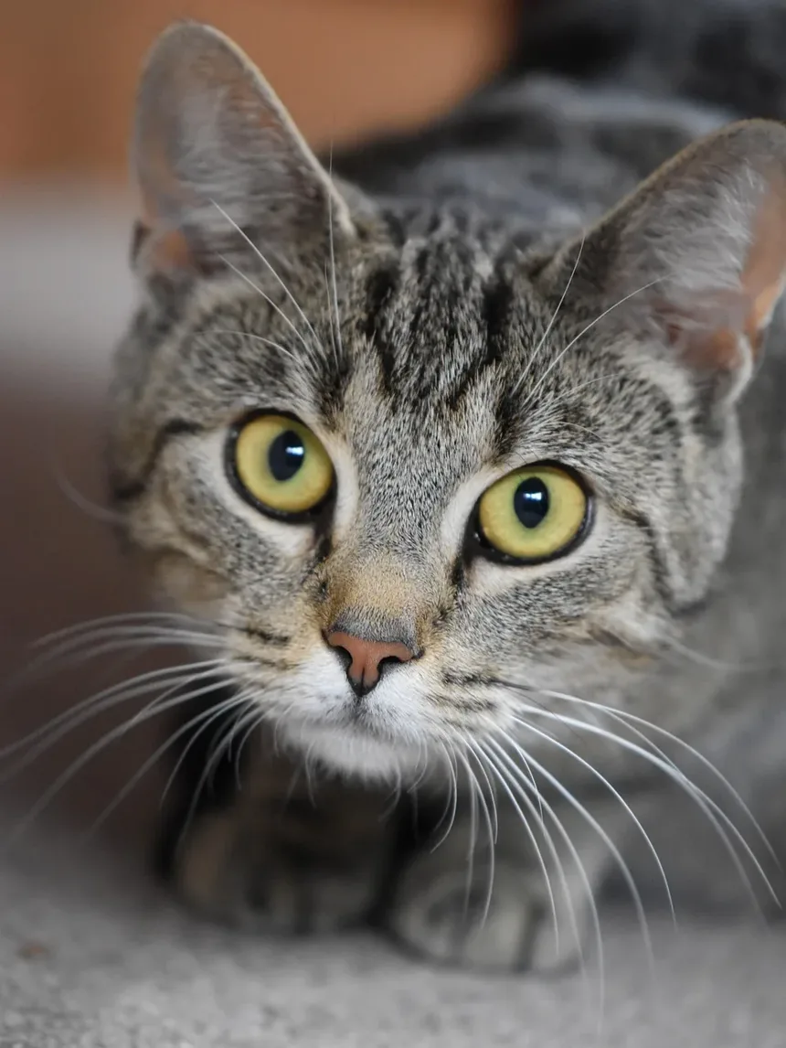 Sintomas de Intoxicação por Planta-Sanseviera em Gatos: Um Guia Completo