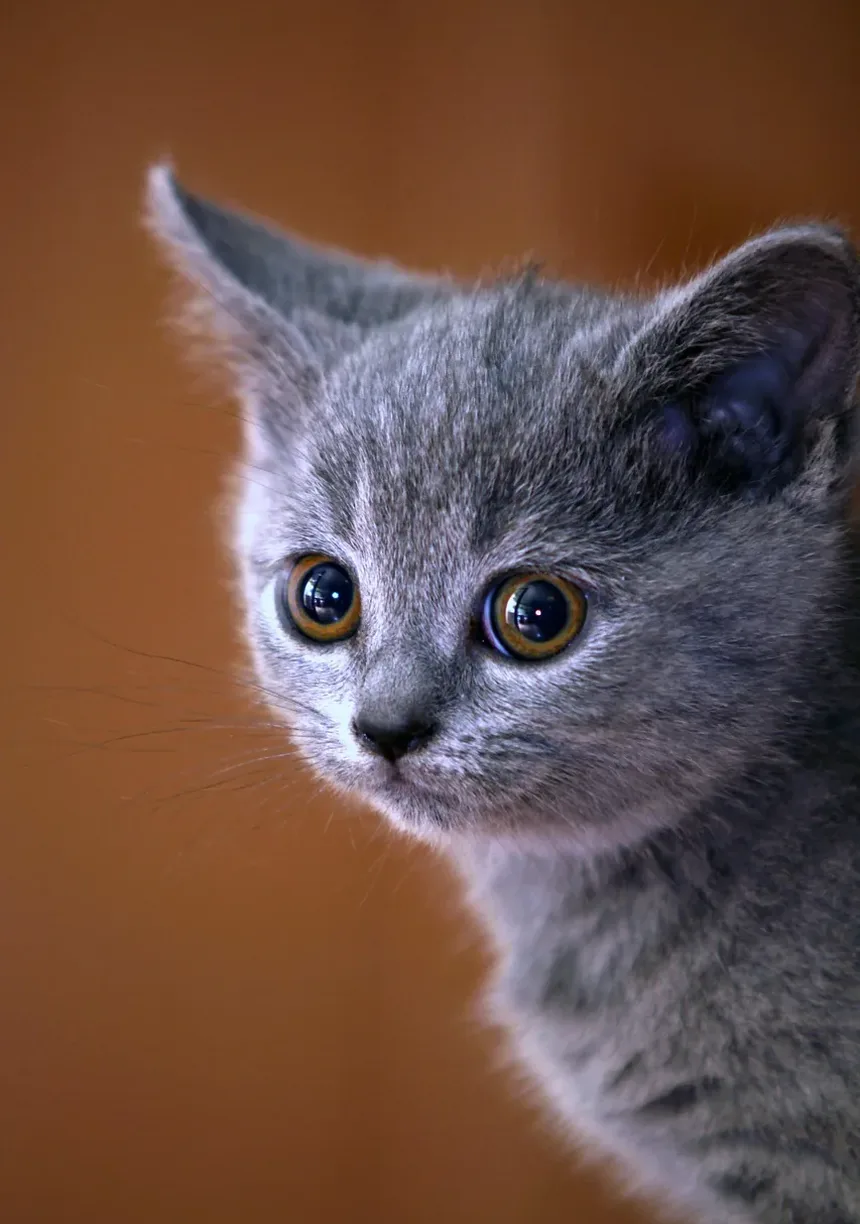 Sintomas de Intoxicação por Planta-Sanseviera em Gatos: Um Guia Completo