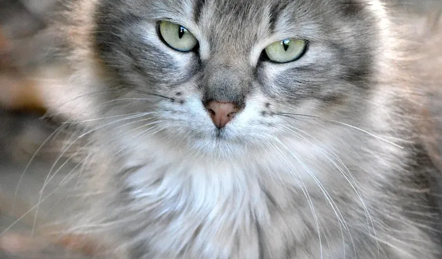 Sintomas de Intoxicação por Planta-Sanseviera em Gatos: Um Guia Completo