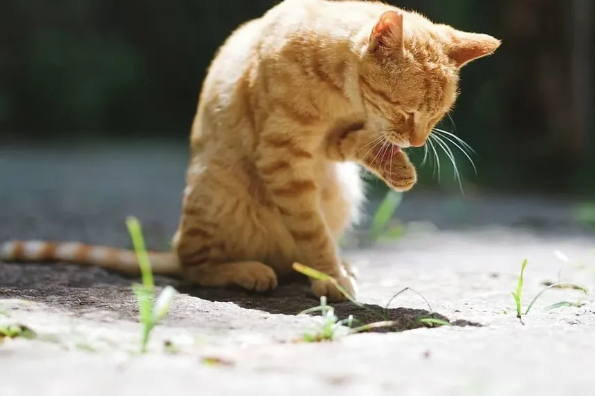 Sintomas de Intoxicação por Planta-Sanseviera em Gatos: Um Guia Completo
