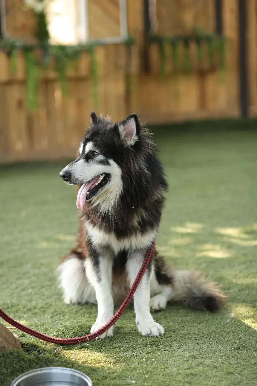 Remédios Caseiros para Cheiros de Infecção no Ouvido de Cães: Soluções Eficazes