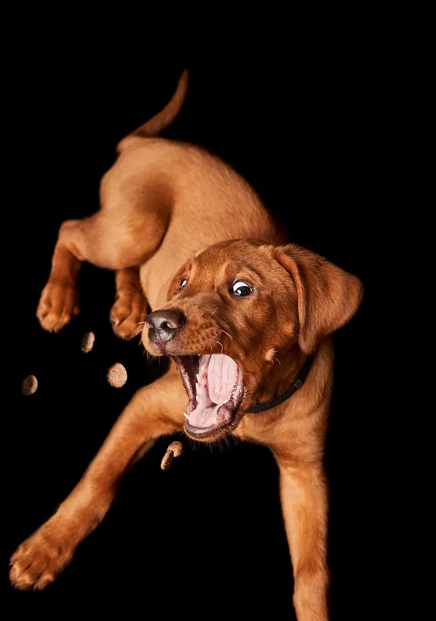 Remédios Caseiros para Cheiros de Infecção no Ouvido de Cães: Soluções Eficazes