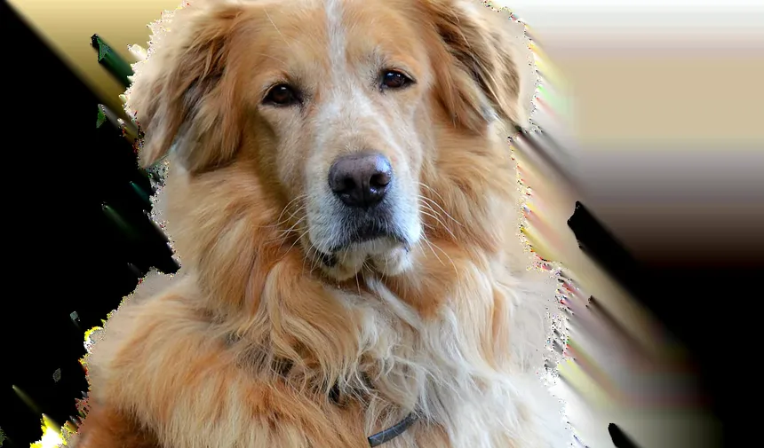 Remédios Caseiros para Cheiros de Infecção no Ouvido de Cães: Soluções Eficazes