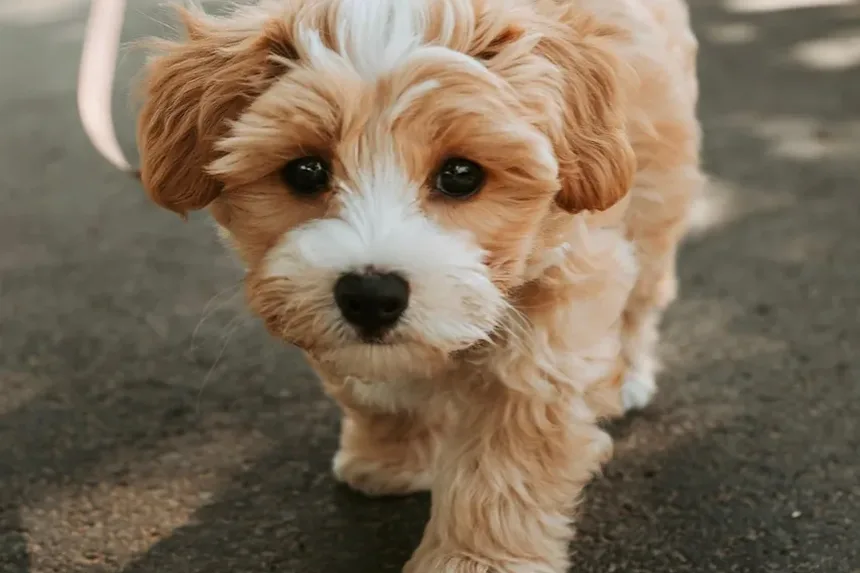 Remédios Caseiros para Cheiros de Infecção no Ouvido de Cães: Soluções Eficazes