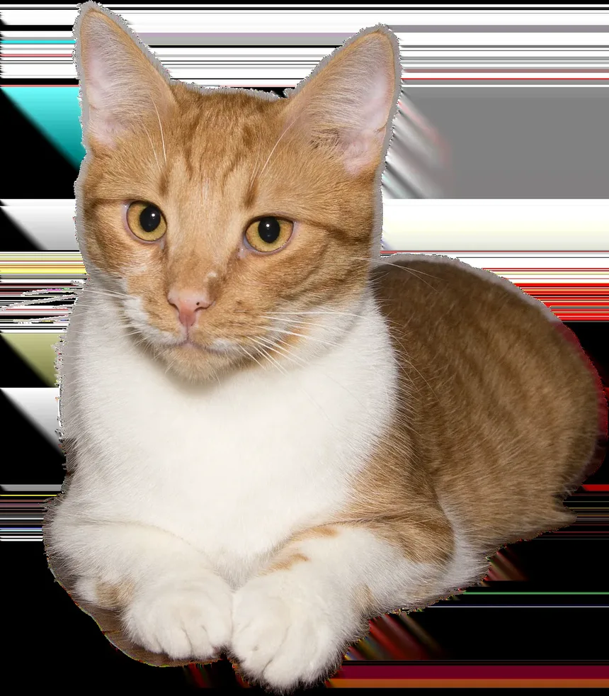 O Que Fazer Se Meu Gato Estiver Engasgando: Um Guia Completo