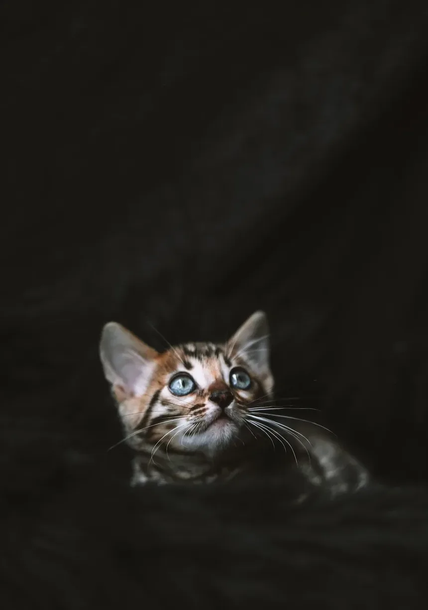 O Que Fazer Se Meu Gato Estiver Engasgando: Um Guia Completo