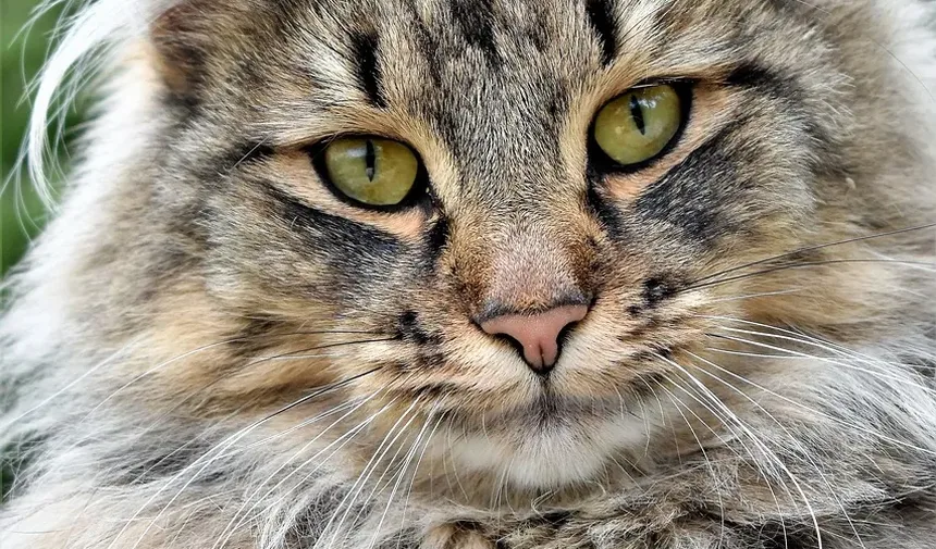 O Que Fazer Se Meu Gato Estiver Engasgando: Um Guia Completo