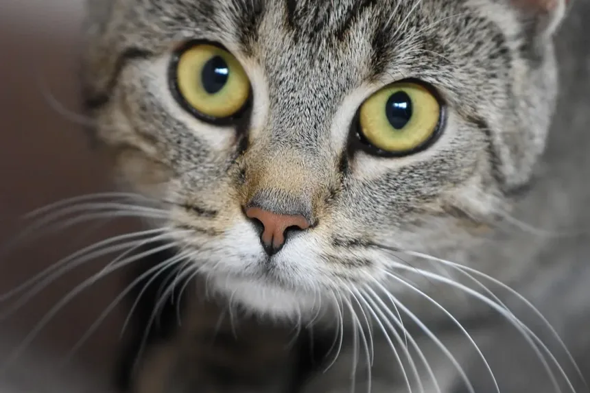 O Que Fazer Se Meu Gato Estiver Engasgando: Um Guia Completo