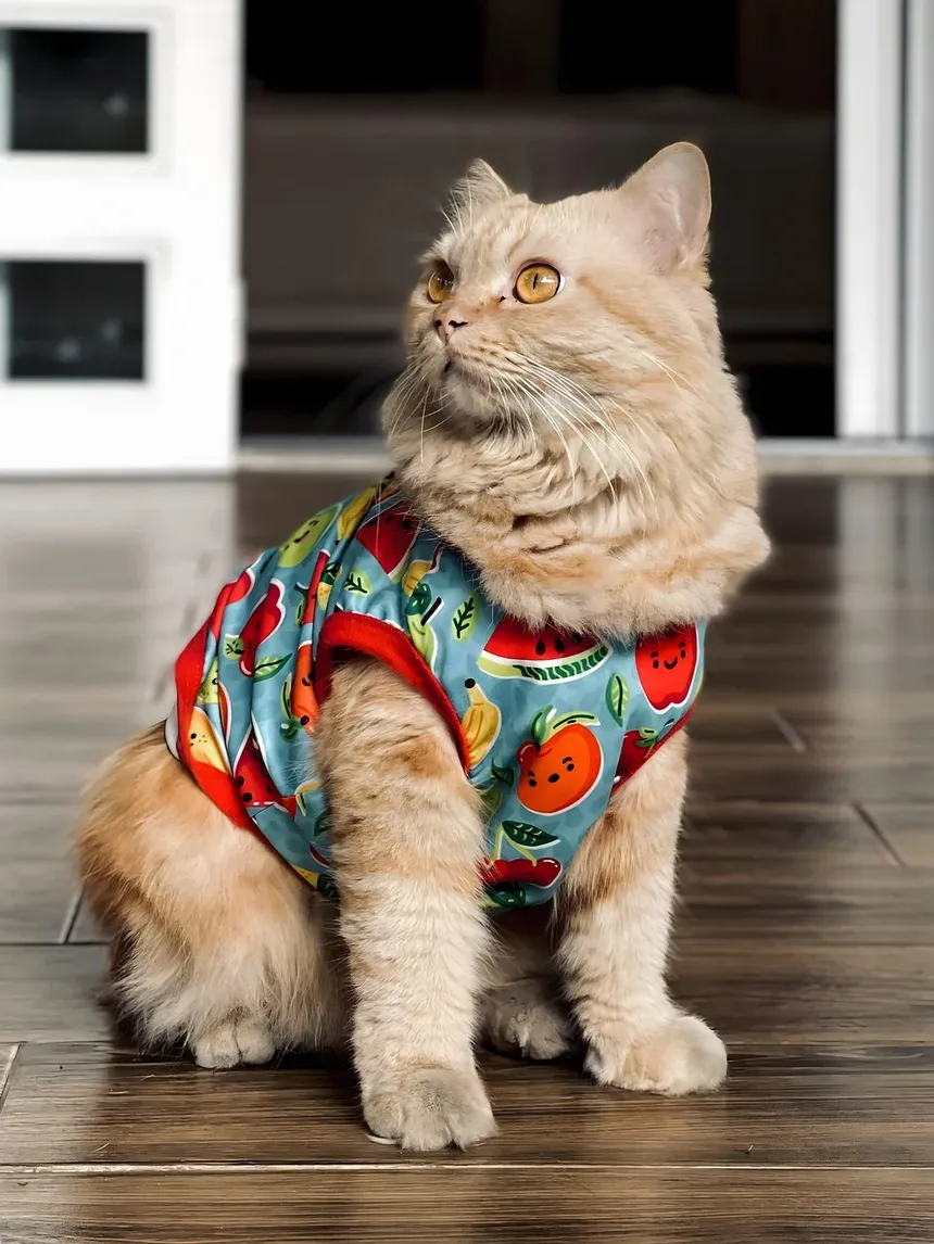 Por que meu gato enterra a comida? Entendendo o comportamento felino