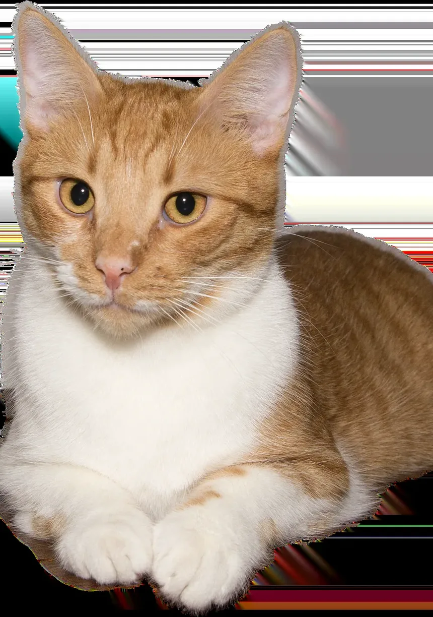 Por que meu gato enterra a comida? Entendendo o comportamento felino
