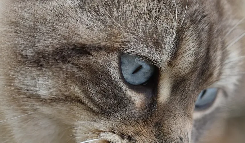 Por que meu gato enterra a comida? Entendendo o comportamento felino